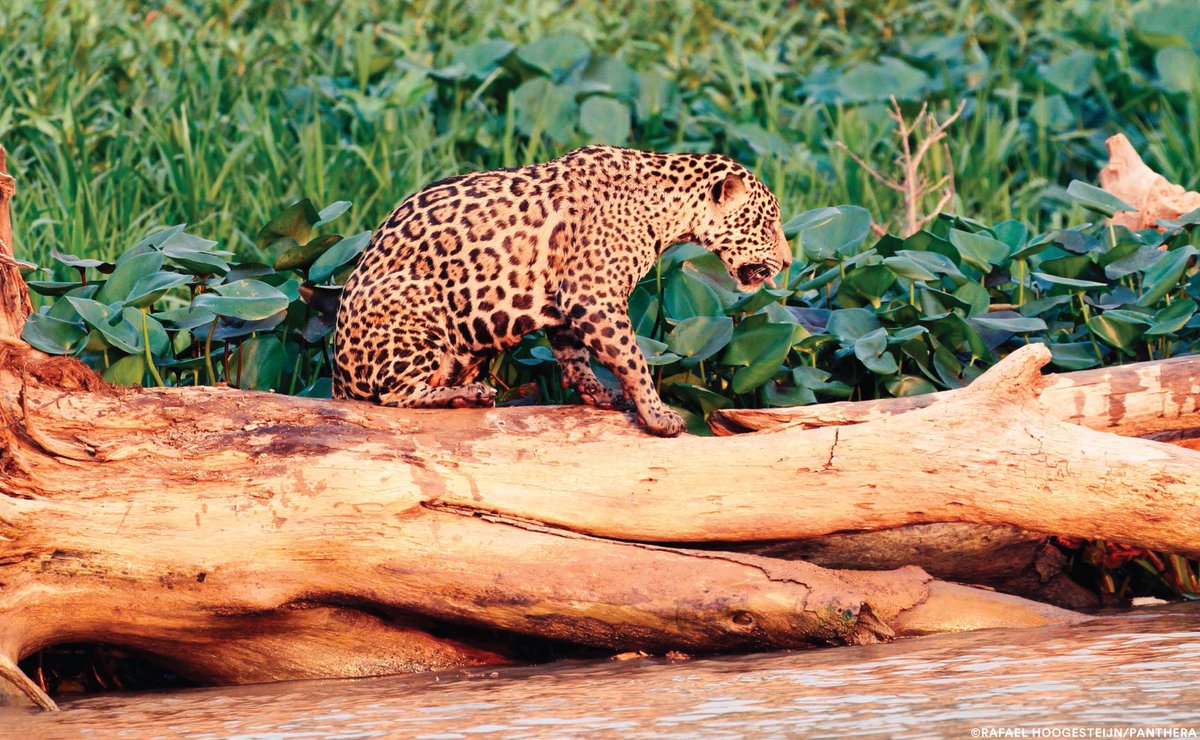 JourneyOfJaguar's tweet photo. Amazing sightings already in Jofre Velho in the Pantanal. Jaguar tracks along the road, and actual sightings along the river. https://t.co/TtUQGXQMpF