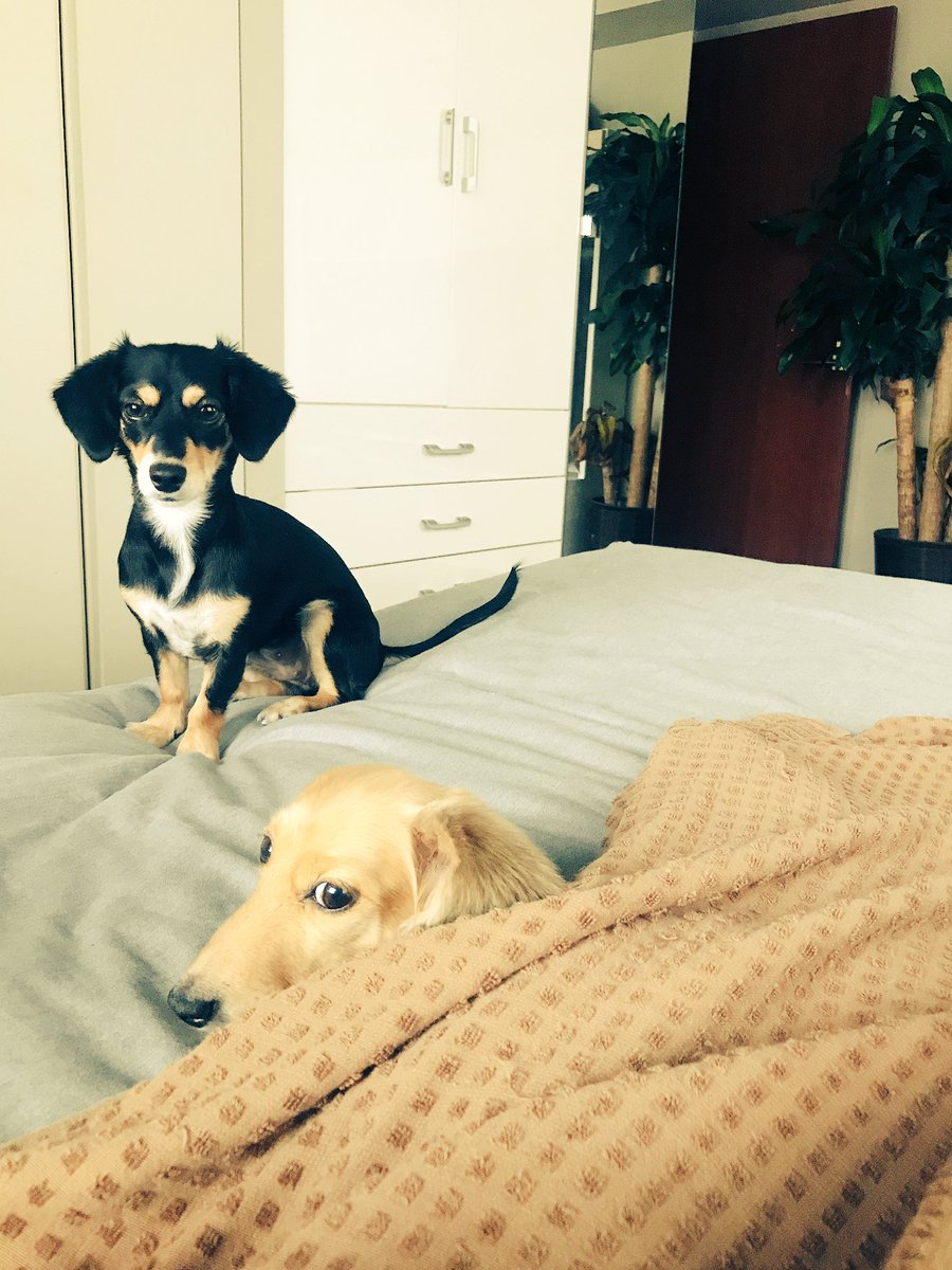 お留守番犬