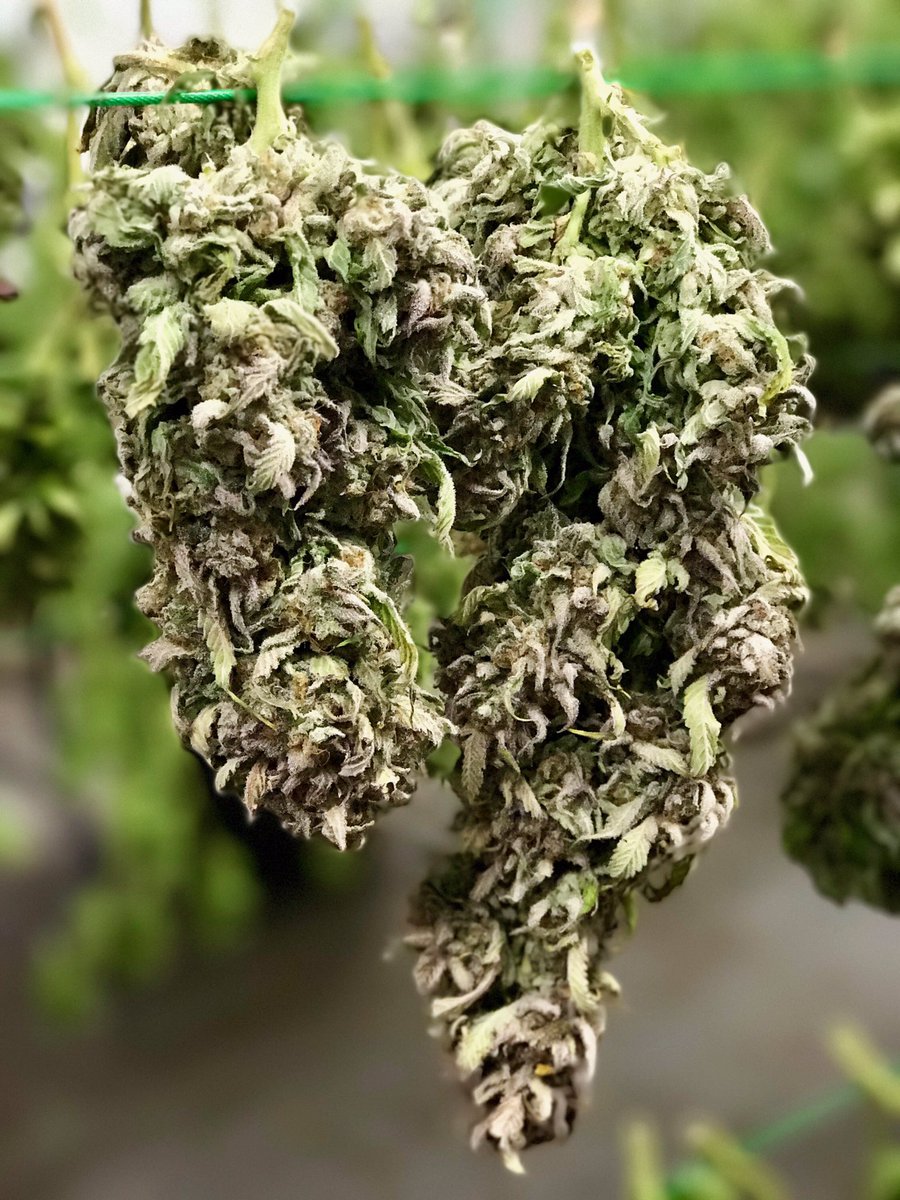 HeavenlyBuds's tweet photo. #RaspberryKush https://t.co/nFlTXan2pr