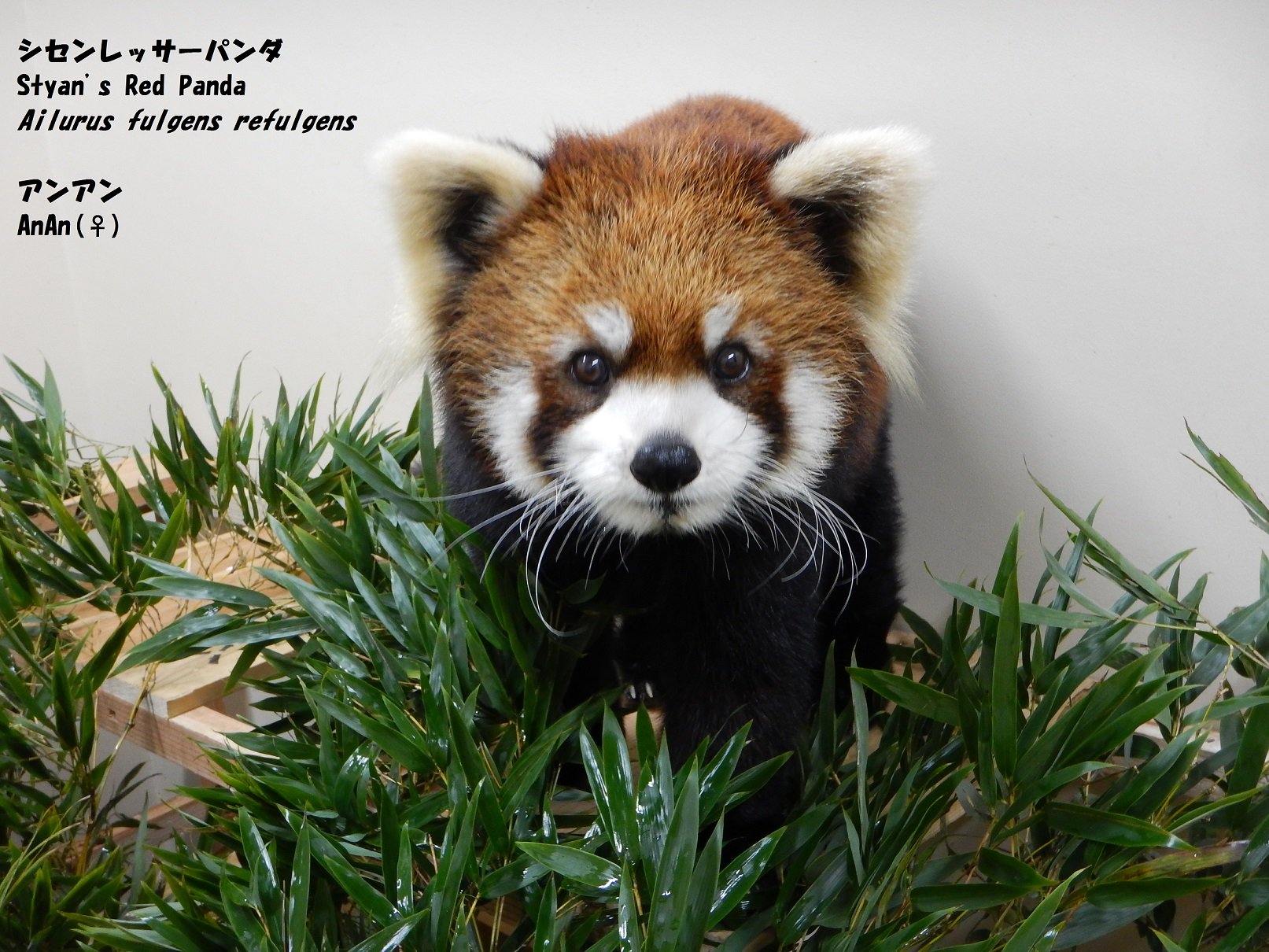 上野動物園 公式 在 Twitter 上 レッサーパンダ はiucnのレッドリストで絶滅危惧 B類 En に分類されています 野生個体は減少を続けており 絶滅の危険性が高い動物です 日本では原産の生息地によって シセン レッサーパンダとネパールレッサーパンダの2亜種に