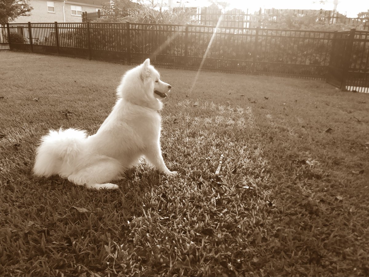 LeoStorm's tweet photo. Kai catching some rays.. https://t.co/T9Vlbujr3v