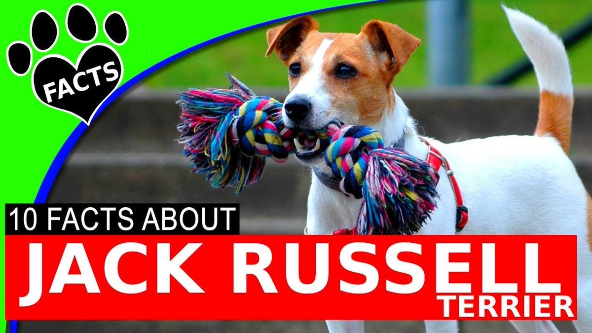 Most Popular Dog Breeds Jack Russell Terrier Parson Russell Dogs 101 buff.ly/2x2LJLL
