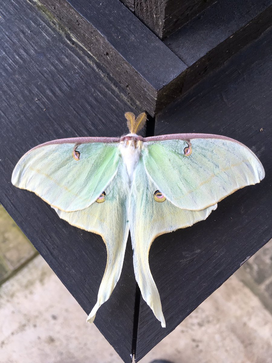 Anybody need a Luna moth for collection? #entomologyclass #bugcollection