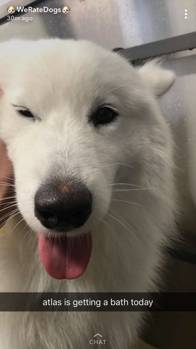 cory_taylor_la's tweet image. Atlas getting a bath on the @dog_rates snap is getting me to the end of Friday. 🐾