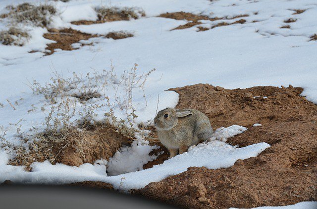 Photo By mdimock | Pixabay 
 #cottontailrabbit #bunny #animal #rabbitseatlettuce #rabbitsworld #rabbitselfie