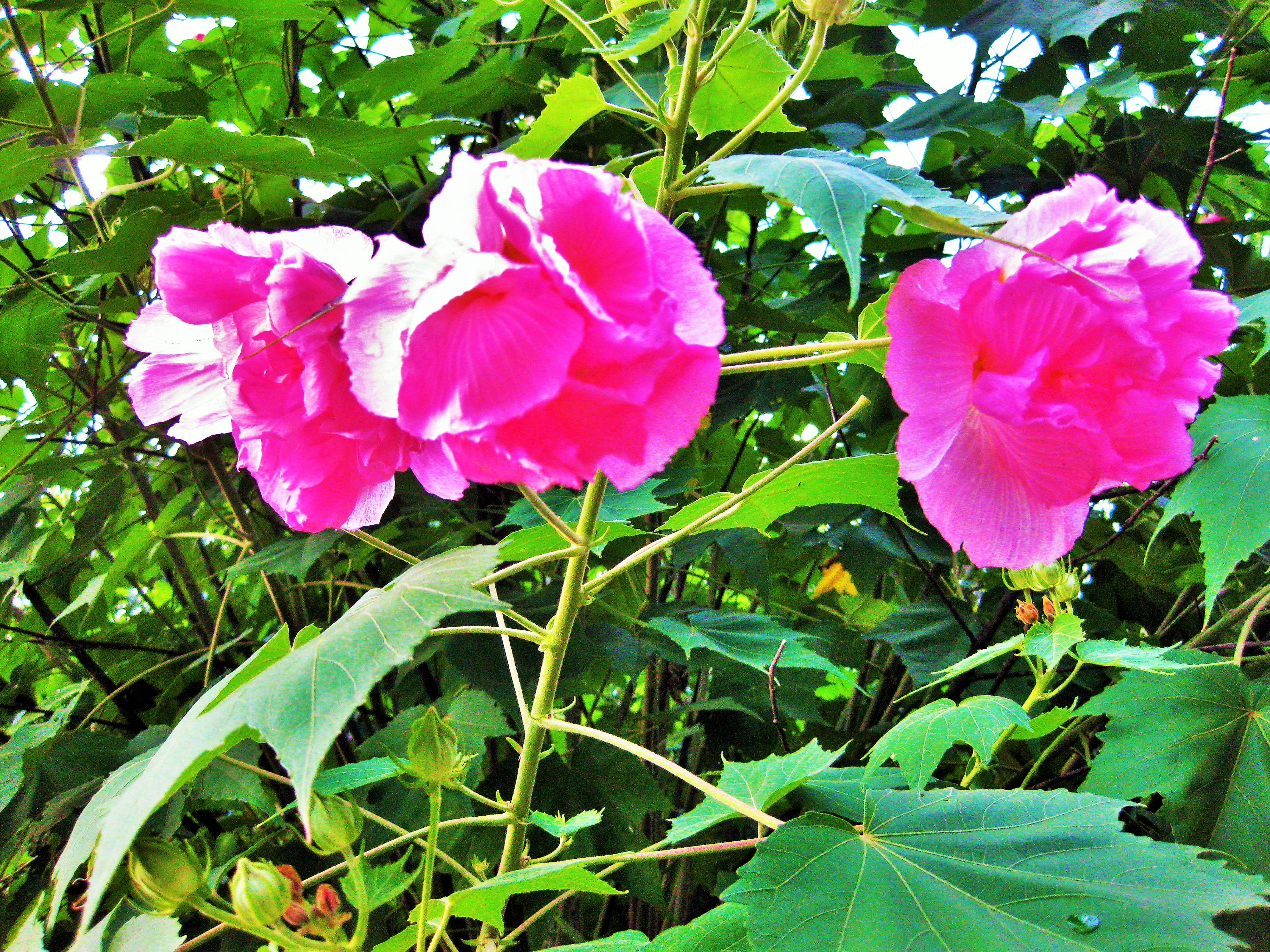 白笹稲荷神社 公式 朝 白かった花が だんだんピンクに染まり 夕方には赤くなる酔芙蓉 すいふよう 話に聞いていたものの実際見ていたら本当に色づいてきて驚きました 自然の摂理と神秘に胸打たれます 花言葉は 繊細な美 しとやかな恋人 枝振りの
