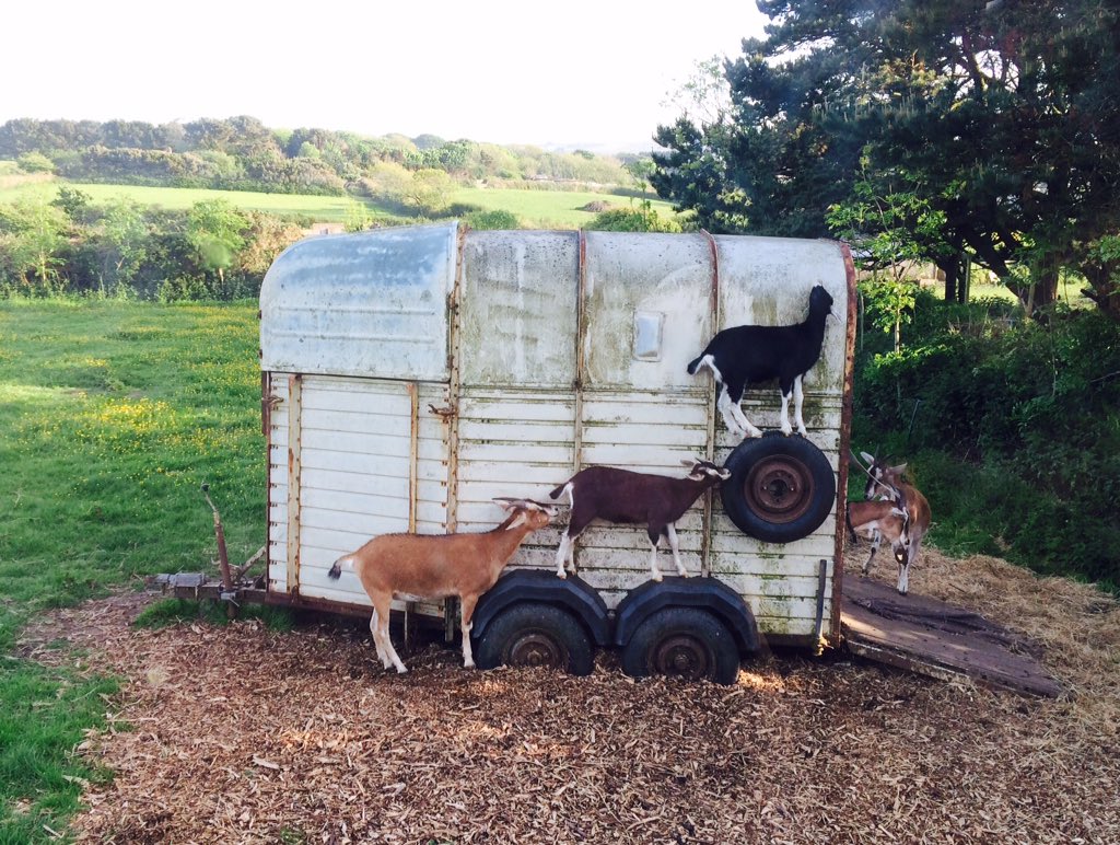 ChannelVFarm's tweet image. Haha, yeah, they love to jump into and out of anything! Our kids last year used to climb all over their field shelter! :)