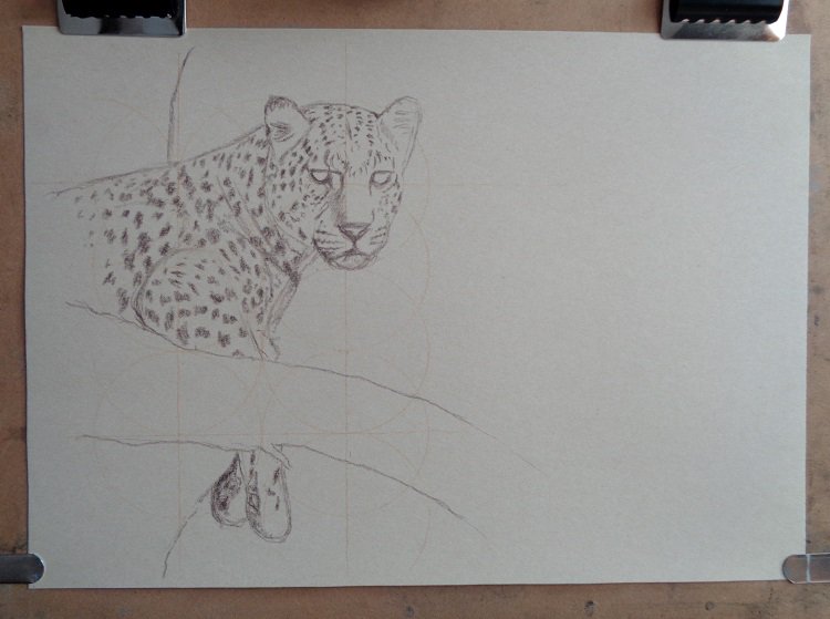 WIP. Just started a new pastel painting of a leopard. Completed the underdrawing, ready to start the colour. #WIP #leopard #wildlifeart