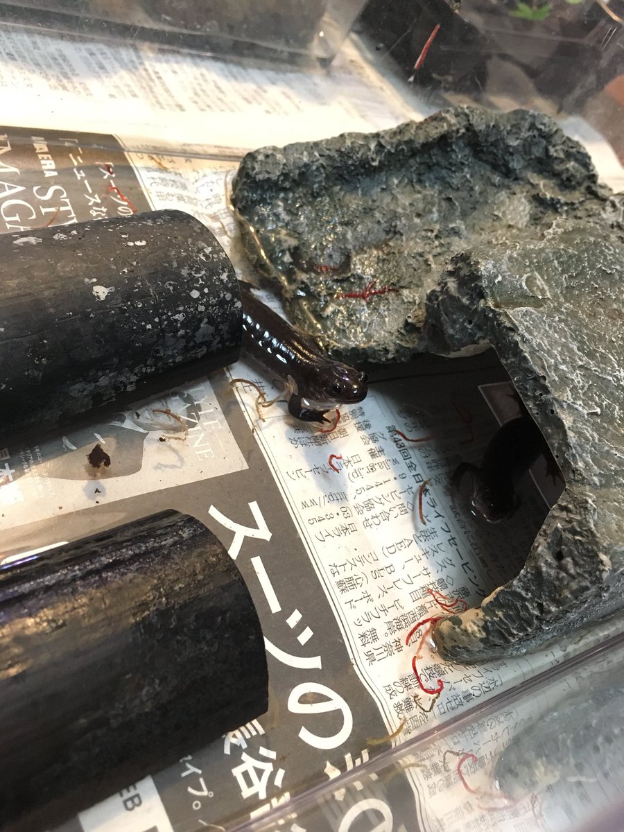 エージェントp 一閃組 No Twitter ペットネタ等 両生類爬虫類注意 久しぶり登場のペット君達 王冠帝ヤモリのドラ吉 イモリ君 アマガエルのあまちゃん達 4 東北サンショウウオ達 4 写真出して無いですが ヤモリ 2 カナヘビ 2 ヒキガエル 2居ます 昨年からみんな元気