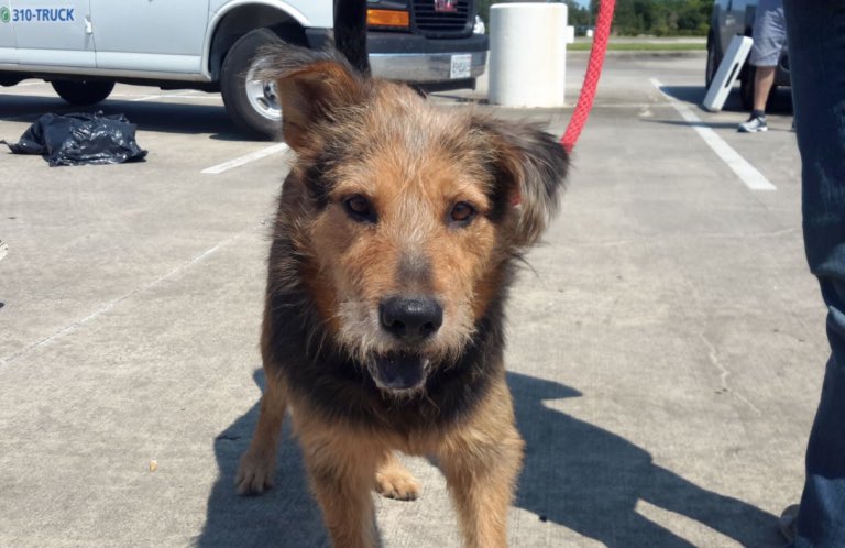 RedemptionPaws's tweet image. Scruffy, and many other dogs, are available for adoption now! Visit redemptionpaws.org/category/adopt… #adoptdontshop #harveydogsTO