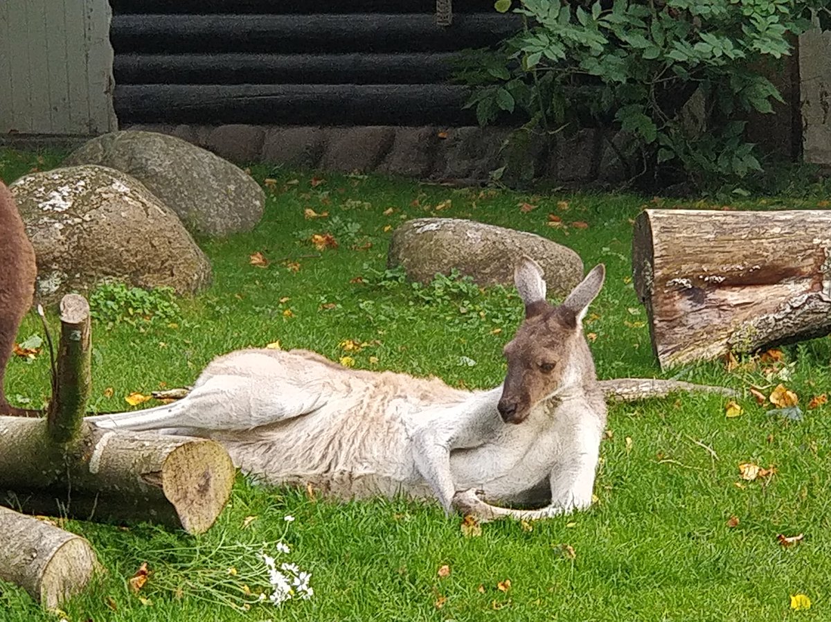 chrishlars's tweet photo. Laudrup-stemning i Aalborg Zoo https://t.co/xiLG5Ebynx