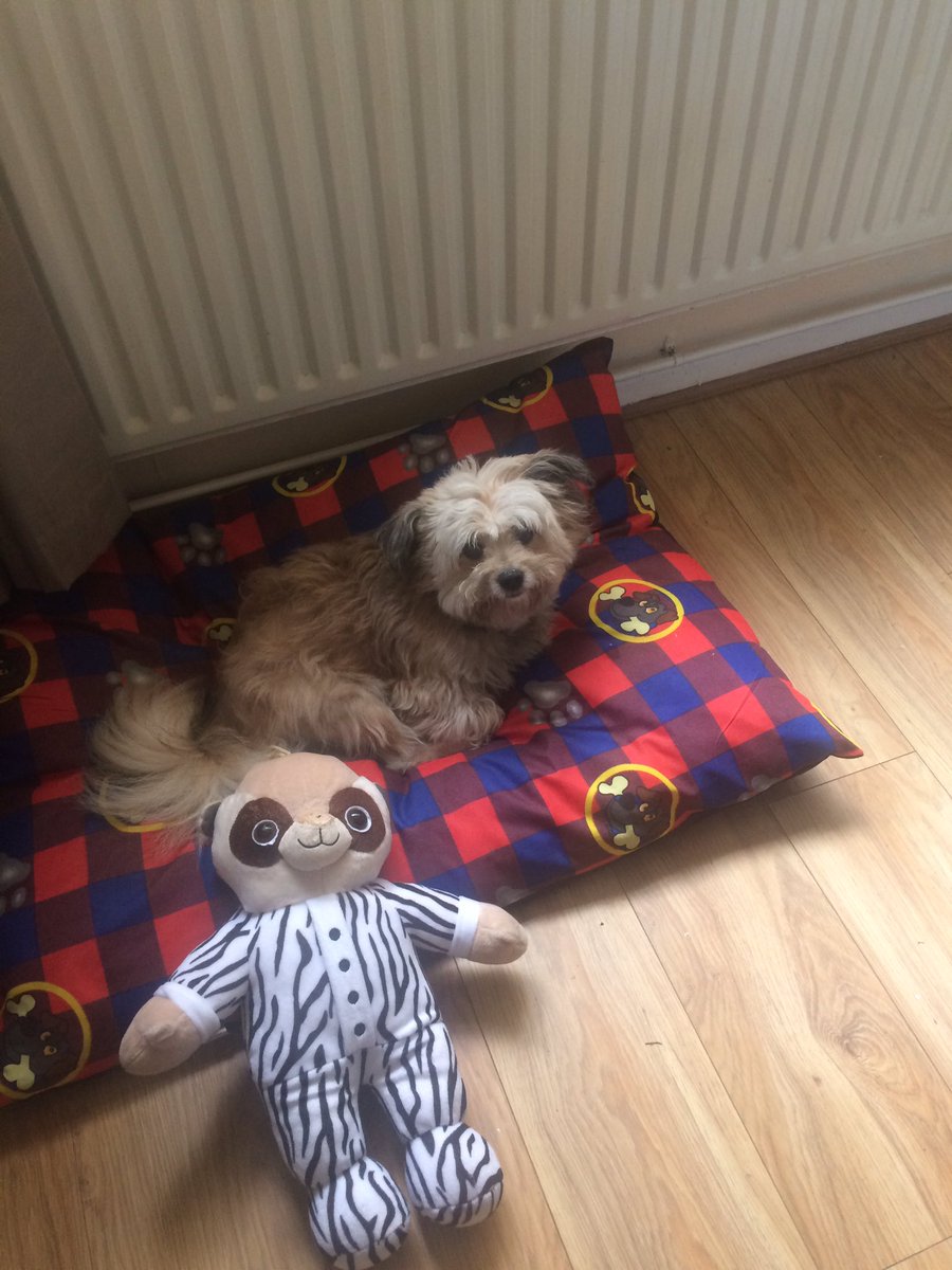 KatieLees_'s tweet photo. My baby boy 🐶 #Dog #YorkshireTerrior #Pomeranian #Peppa #Cute https://t.co/dydA1vrwOb