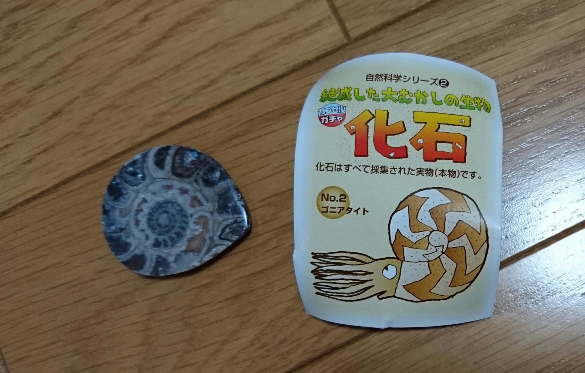 化石 標本セット 絶滅した大むかしの生物カプセルガチャ