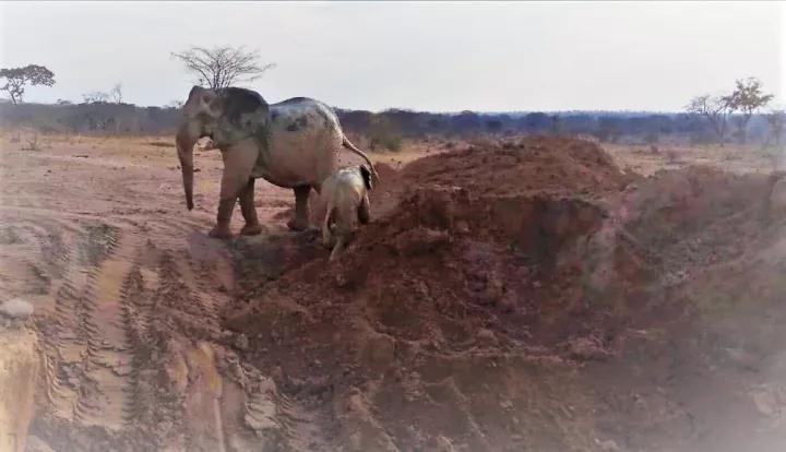 XHNews's tweet photo. Elephants rescue in Africa! Chinese construction company saves four elephants in Tanzania https://t.co/IeJoIhY7FF https://t.co/XegqWvwxQF