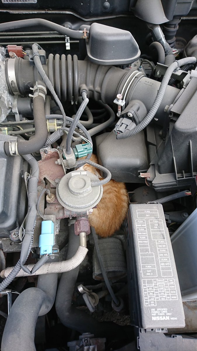 車体を軽くたたいて確認する 猫バンバン 子猫の写真がtwitterで話題 ライブドアニュース