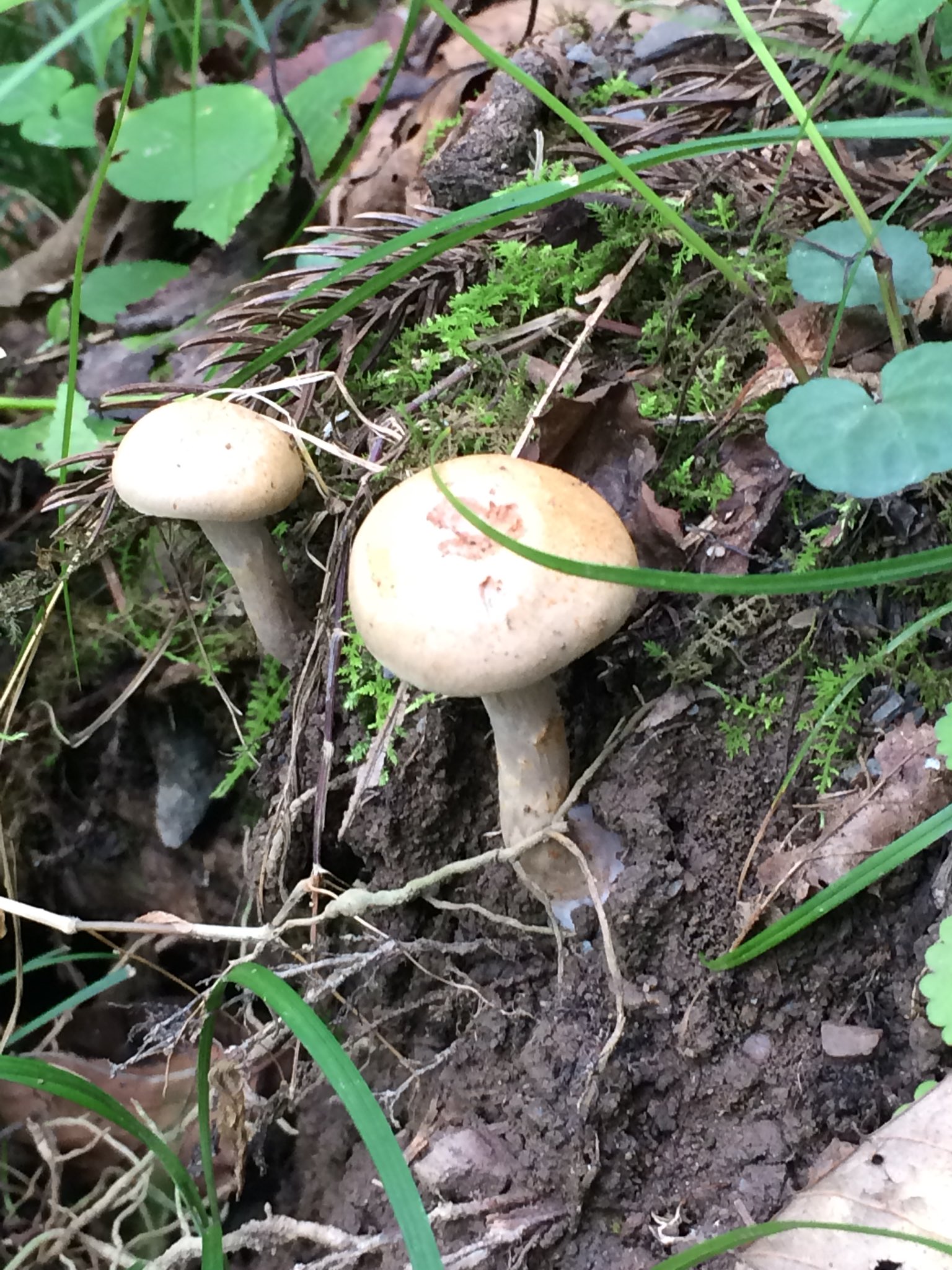 ほにょ 秩父の山の中で白いキノコと出会った こいつはなんてキノコだろうか キノコの種類 T Co Vndrnorkar Twitter