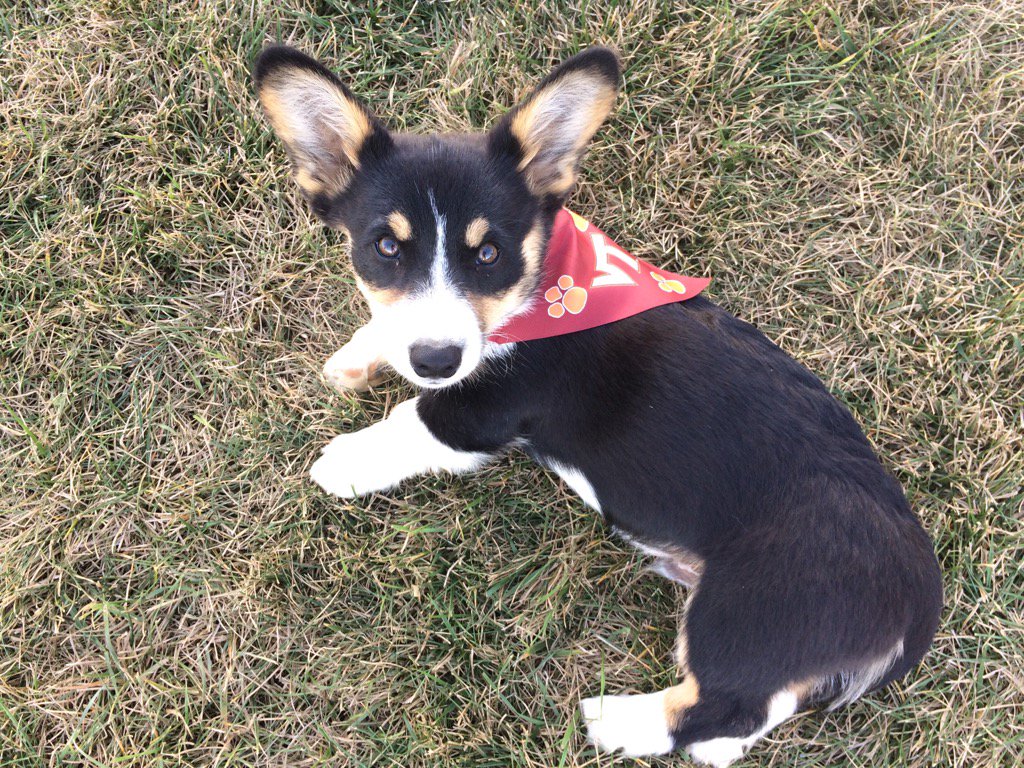 Go Hokies!  #Hokiepets #BeatClemson