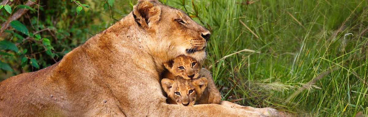 jamboadventure_'s tweet photo. Una madre es capaz de dar todo sin recibir nada, de querer con todo su corazón sin recibir nada a cambio. RT si amas a tu mamá! #Lion https://t.co/8Vp1KbQ5w2