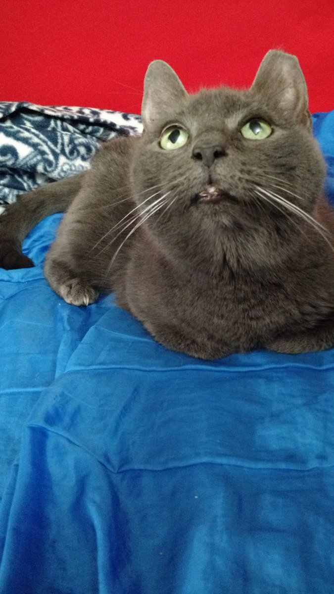 BatterySpecs's tweet photo. Happy #Caturday friends! Our little Blueberry Muffin says good morning! #kitty #cutiepie #loafmode #purrfect https://t.co/WhqGHepBkY