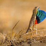 A fan-throated lizard flares its namesake in the Ghoradeshwar Hills, Pune, Maharashtra, India. Bing.com