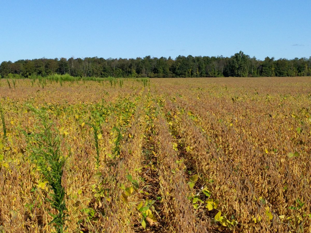1 of my herbicide trials: #FirstRate (Grp2) left, #CanopyPRO  (Grp2,5) right, same burndown (#BlackHawk). #OntAg #MakeResidualsGreatAgain