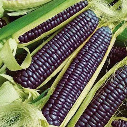 kosmo_online's tweet photo. Jagung hitam sesuai untuk golongan pesakit diabetes https://t.co/6jNFkuE2bA #selangor https://t.co/oyGnxaYSuT