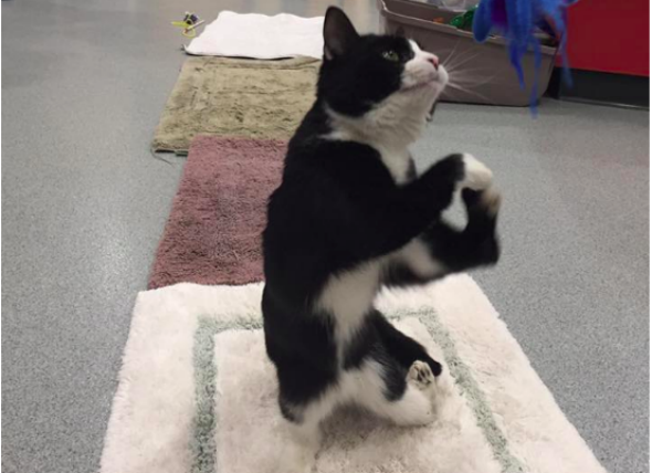 AllPawsWebsite's tweet photo. Cat With Malformed Legs Finally Gets the Loving Home He Deserves: https://t.co/a92ofEVDPC https://t.co/u0Nu2R9fep