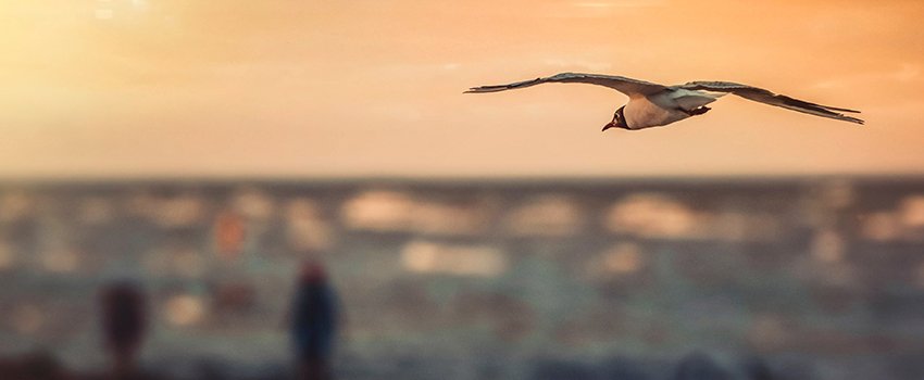 KilianArzel's tweet photo. Free as a bird : l’interview de Jonathan Guérin https://t.co/Wht8ZtExxB https://t.co/9CvEF0svJl