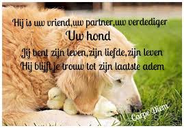 Hondenmaatjes On Twitter Mijn Maatje Mijn Hond