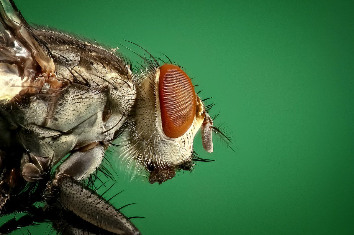 ApexPestFL's tweet photo. How can you tell if a #fly is an actor?
Itโs on the screen! #BugJokes #PestControl https://t.co/qSbVtoNuZV