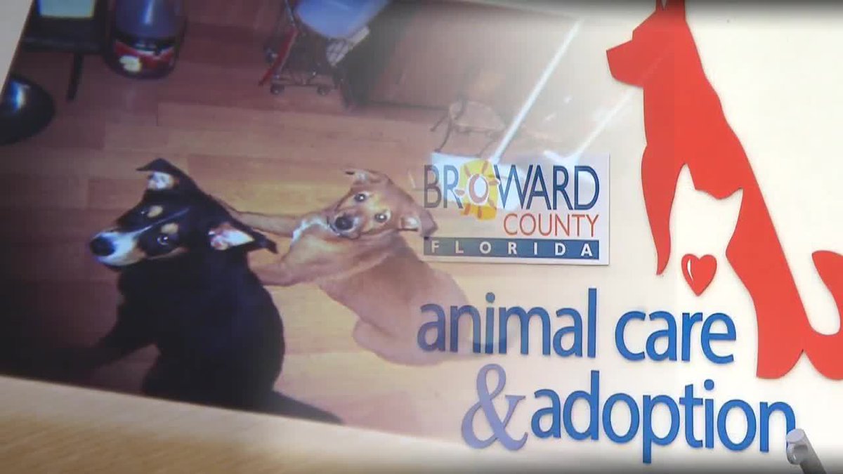 Pet owners say Broward County tricked, pressured them to sign animal death warrants bit.ly/2yJSIXV?utm_me… https://t.co/XaZizDeMVN