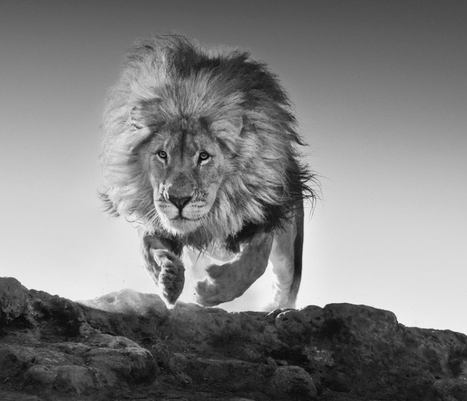 RotellaGallery's tweet photo. 'Hairspray' by #DavidYarrow
@David_Yarrow #RotellaGallery #wildlifephotography #lion #fineartphotography #photography #Tusk #SoHogallery https://t.co/MIHVlz1XqQ