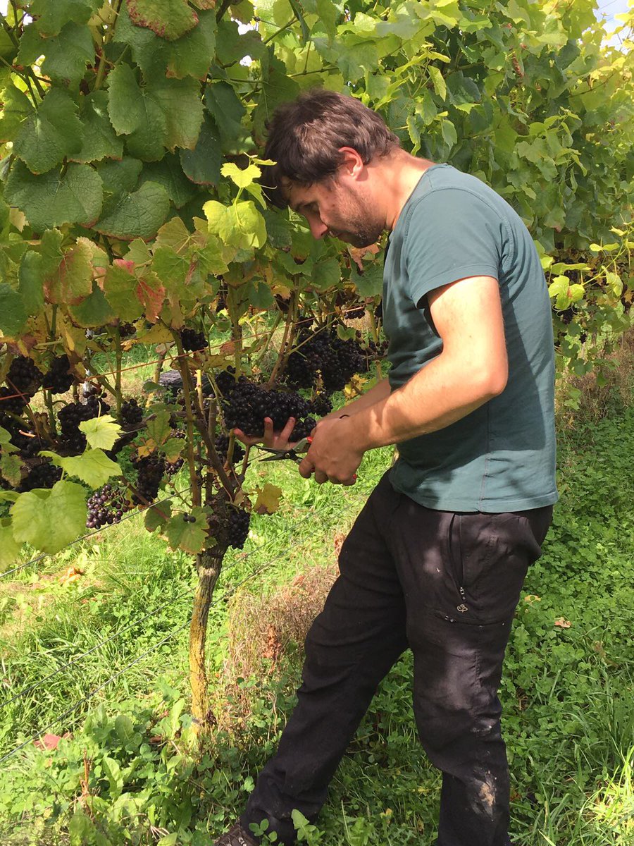 The 2017 harvest at Langham Wine Estate has begun! Now the hard work begins as we harvest the Pinots, so far we are very happy with the quality &amp; potential yield 🍇🤞🏻🥂