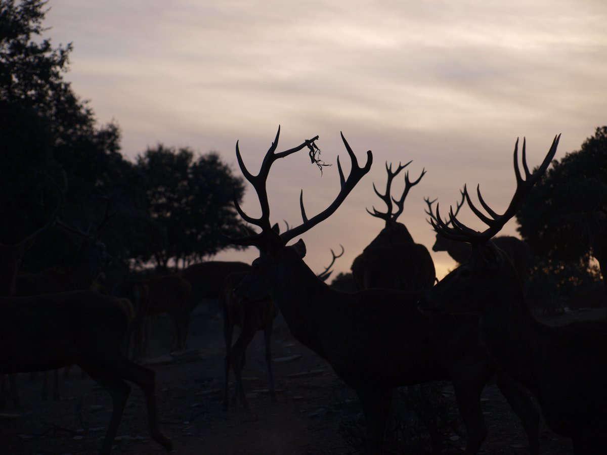 ¿Te vienes de caza con <a href="/CLMmegusta/">CLMmegusta</a>? Este domingo a las 13,00 en <a href="/CMM_es/">Castilla-La Mancha Media</a> practicamos el #aguardodeljabalí