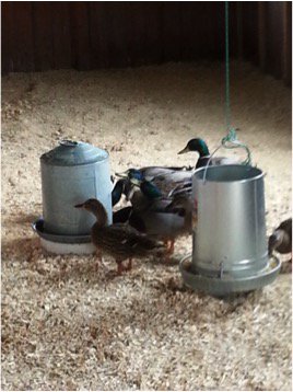 ShowMeWeeds's tweet photo. Congrats to Mizzou alum Jaime Farmer on publication of his research implementing waterfowl in weed seed movement. https://t.co/vD3XuMR8Jf https://t.co/Ia4H9kz8Tn
