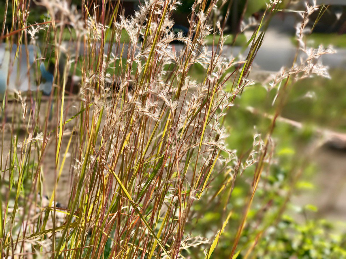susanjtweit's tweet photo. feathered thumbs out/ little bluestem seeds await fall breeze—/ ride away!
#haiku #nativeplants #bunchgrass #garden #Wyoming https://t.co/uukDVAVqbP