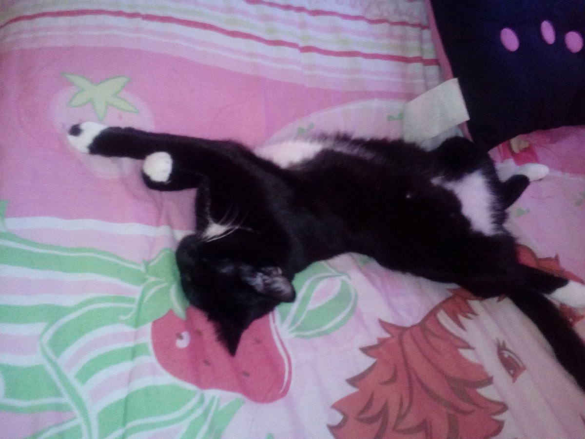 CurrieSenoise's tweet image. My cat precious laying out sleep