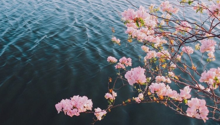 OceanObsessions's tweet image. we used to walk where the wild things grow