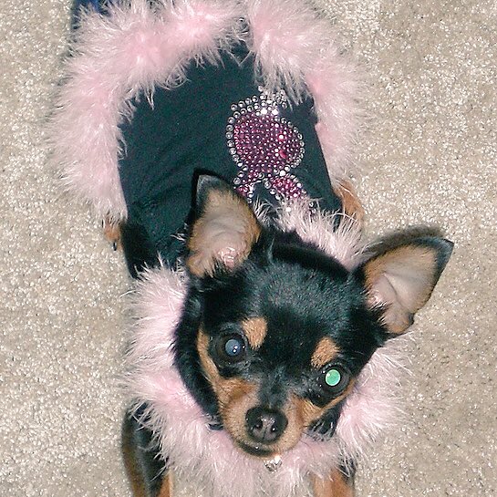 mydogfendi's tweet photo. #RIPHef https://t.co/EzOrOCPikb
