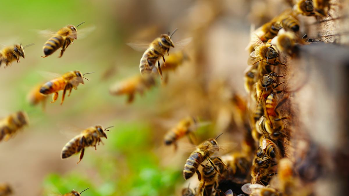 ClickHole's tweet image. Security Failure: EpiPen’s Database Of Everyone Who’s Allergic To Bees Has Been Obtained By Bees clckhl.co/UlzYYwq