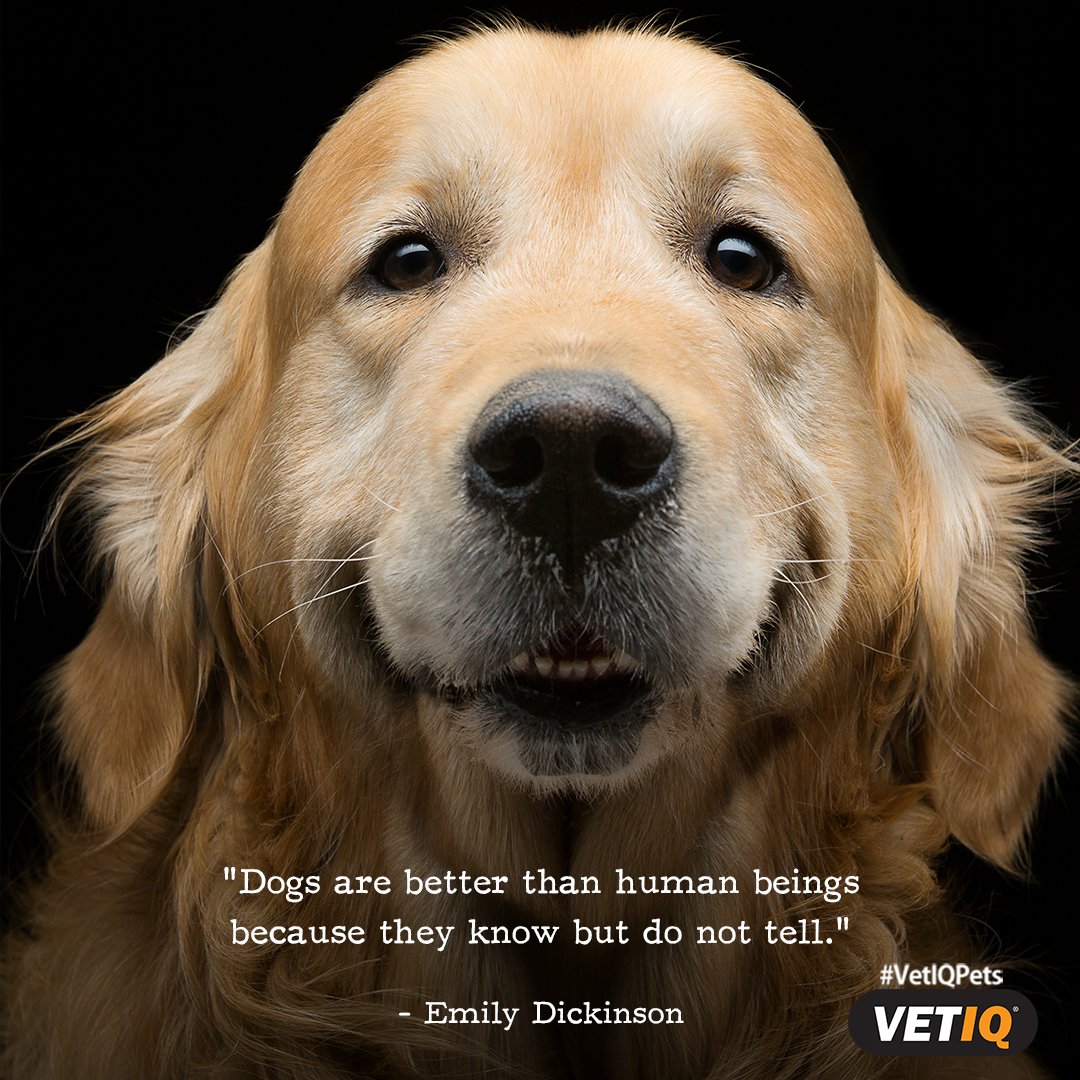 VetIQpets's tweet photo. I will keep all your secrets. #VetIQ #Dogs #Treats #DogLover #DogTreats https://t.co/d8PRnk1IN8