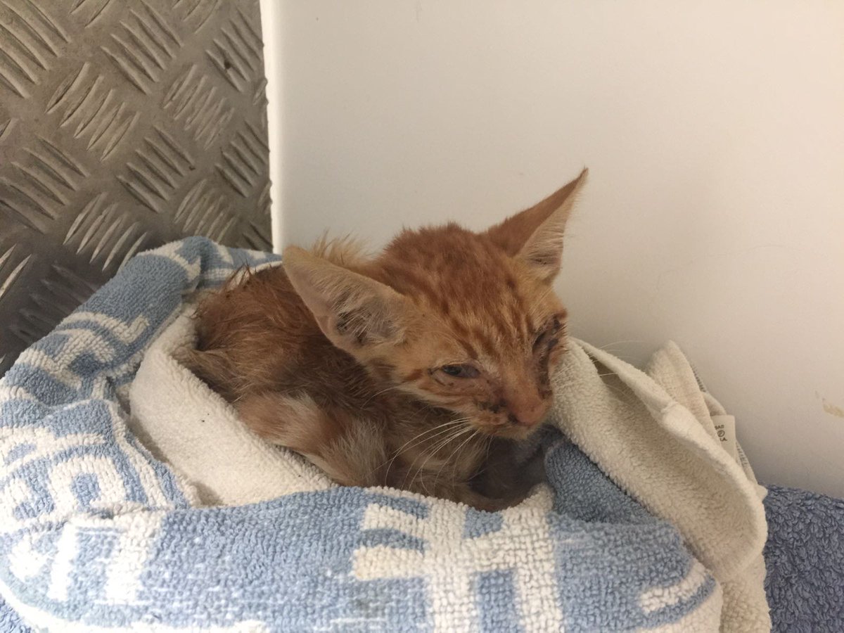 Our newest addition #notadog #skinandbones now in vets in HO. Feeling better 'cos now showing its character #adoptnotshop #perrossincasa