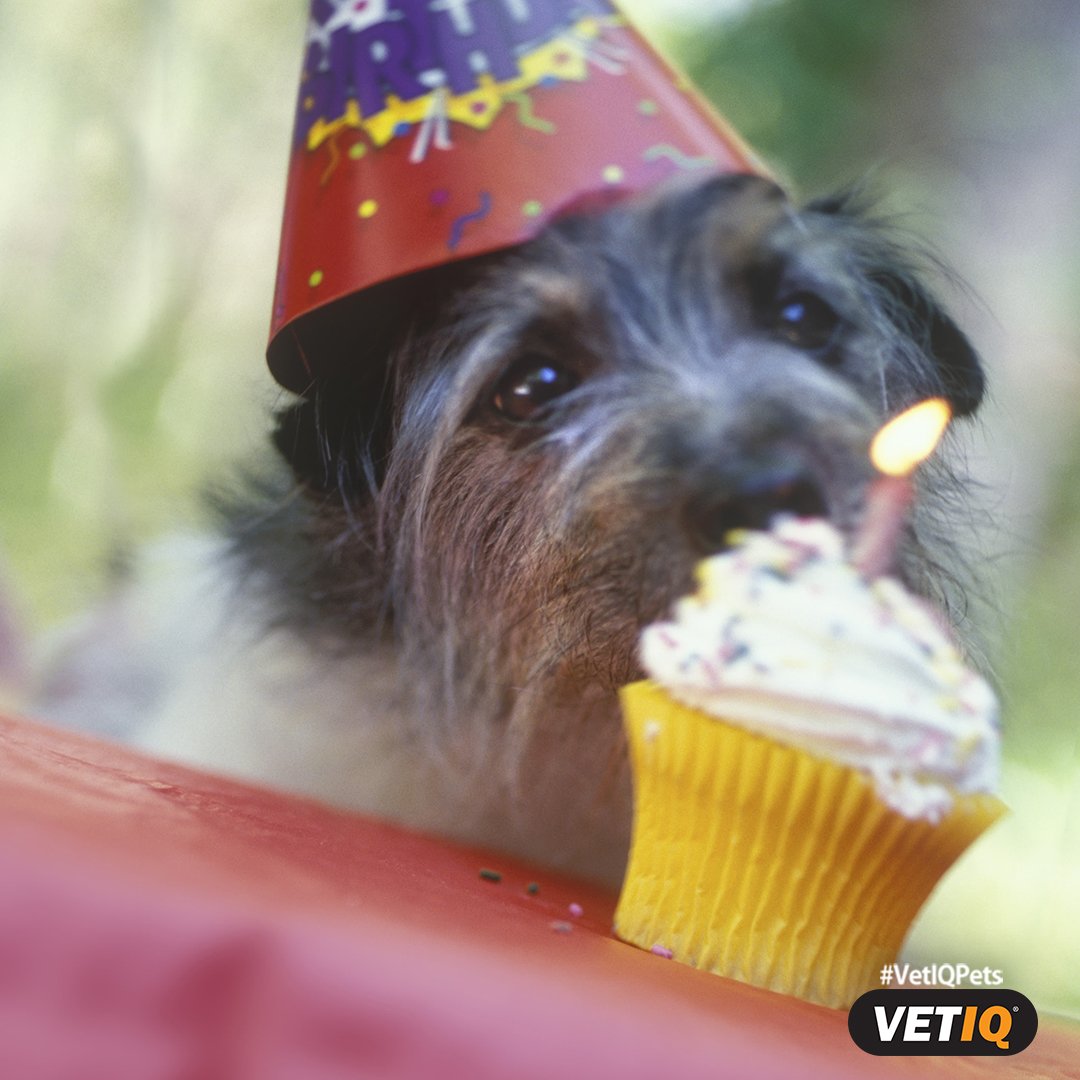 VetIQpets's tweet photo. Do you throw birthdays for your dog? (It's ok, we know you do 😉) #VetIQ #Dogs #Treats #DogLover #DogTreats https://t.co/0Z8CisaDvp
