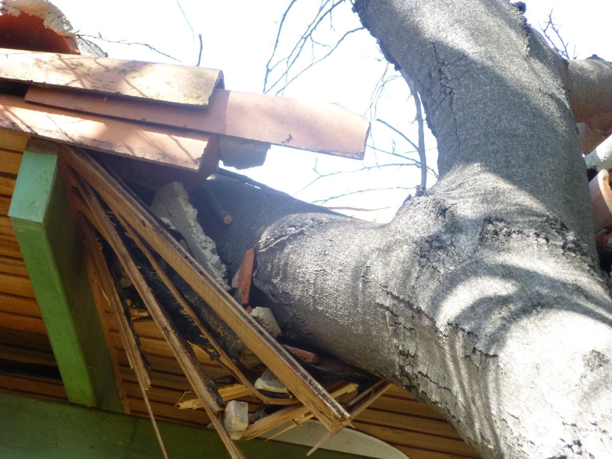 alcaldiadelmb's tweet photo. EMERGENCIA DE ÁRBOL EN ESCUELA PÉREZ DEL REAL
ALCALDE LCDO. SIMÓN VARGAS EL COMPROMISO ES CONTIGO https://t.co/plziKv2Wrc