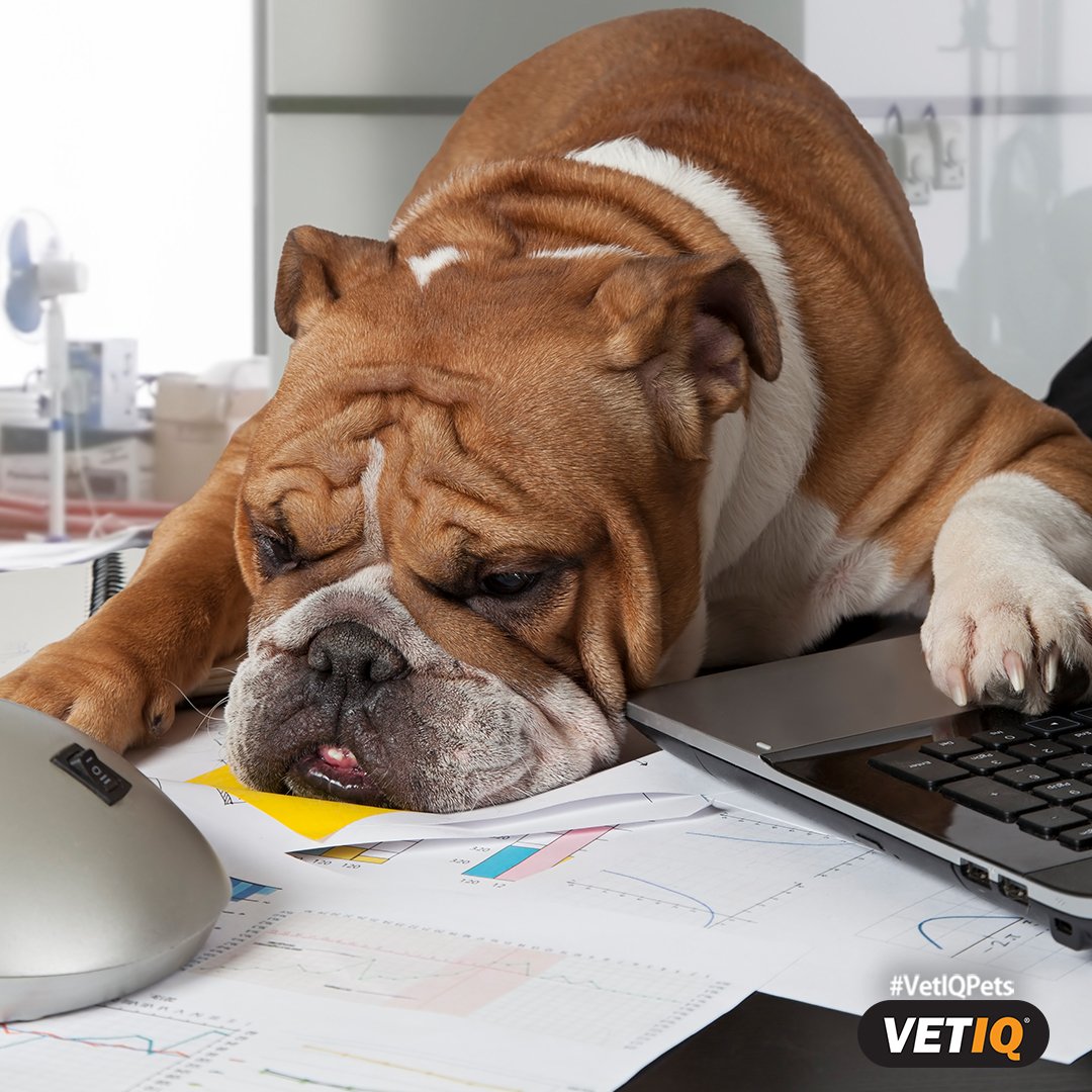 VetIQpets's tweet photo. When your energy drink wears off and you crash hard. #VetIQ #Dogs #Treats #DogLover #DogTreats https://t.co/WFgHxEyTY1