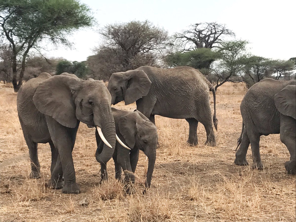 FerUltraTrail's tweet image. I had an amazing morning run today with some of them! 😍#wildrun #whiteflow #kilimanjaro #africa