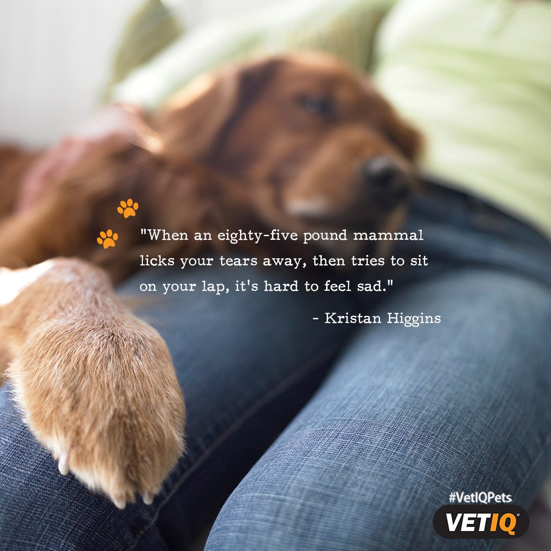 VetIQpets's tweet photo. Always trying to make my human happy. #VetIQ #Dogs #Treats #DogLover #DogTreats https://t.co/W41S0iRjiE