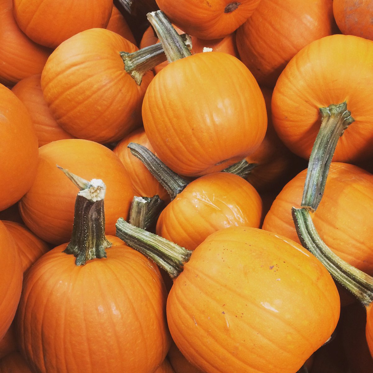 Punkins!!😍🎃😍