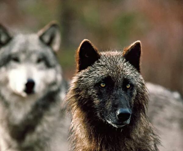 _wolves__'s tweet image. Have a nice day my friends