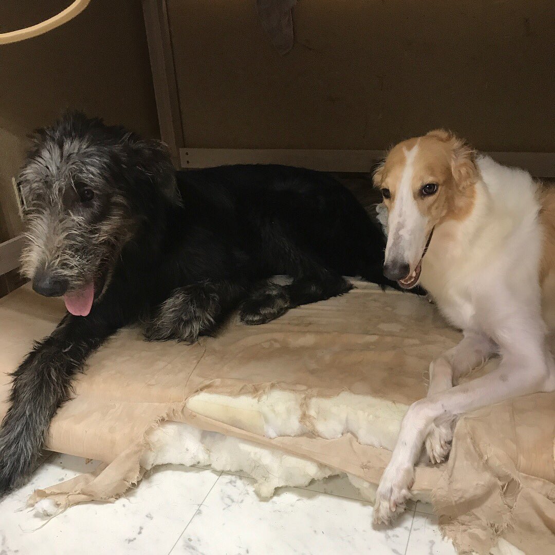 鴉稀斗 Akito 仲良しこよし 灬ºwº灬 インスタで 鳥 専用アカ作りました アイリッシュウルフハウンド ボルゾイ グレートデン スタンダードプードル コリー サイトハウンド グレートデーン スタンプー ラフコリー 大型犬 超大型犬 多頭 鴉稀斗 Akito 仲良しこよし 灬ºwº灬 インスタで 鳥 専用アカ作りました アイリッシュウルフハウンド ボルゾイ グレートデン スタンダードプードル コリー サイトハウンド グレートデーン スタンプー ラフコリー 大型犬 超大型犬 多頭